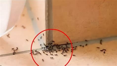 家里有蚂蚁代表什么